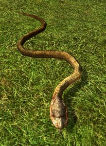 Brown Snake