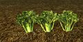Homestead Row of Growing Celery