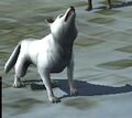 White Wolf-dog