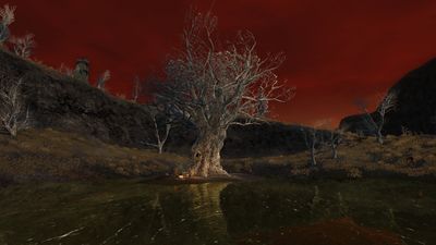 An ancient tree atop a pond isle