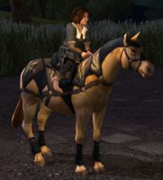 Image of Farmers Faire Pony