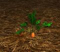 Homestead Growing Carrot