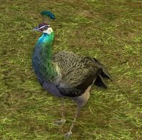 Green Peahen 1
