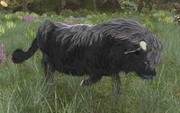 An Aurochs Herd-cow of the Dale-lands.