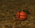 Homestead Growing Pumpkin