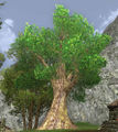 Shire Oak Tree