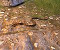 Diamondback Snake