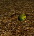 Homestead Growing Gourd