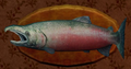 40-pound Salmon
