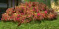 Large Imloth Melui Red Rose Bush