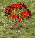 Poinsettia-wreathed Huorn