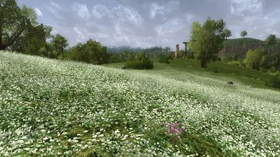 White flower meadow in the Brandy Hills