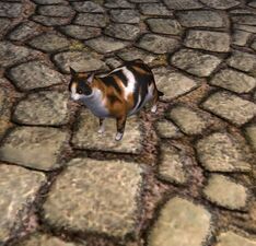 Dappled Tri-colour Cat
