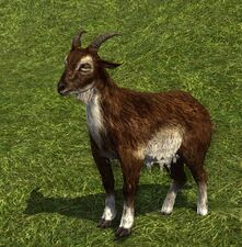 Coffee Goat