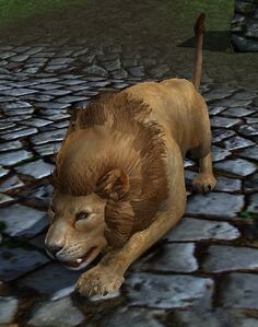 Maned Lion