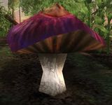 Skunk-cap Mushroom