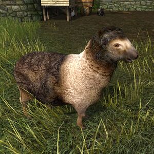 Two-toned Sheep