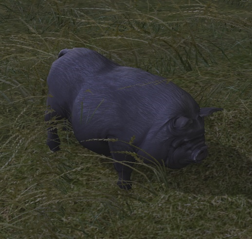 File:Little Black Pig.jpg