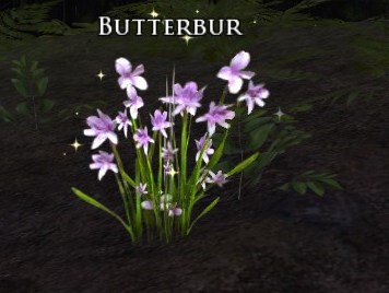 File:Butterbur.jpg