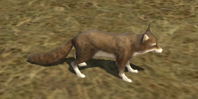 File:White-footed Fox.jpg