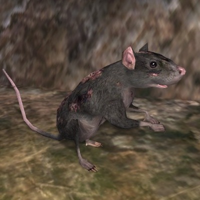 File:Rat.jpg