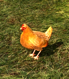 File:Red Lawn Chicken.jpg
