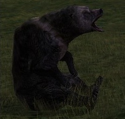 Field-bear.jpg