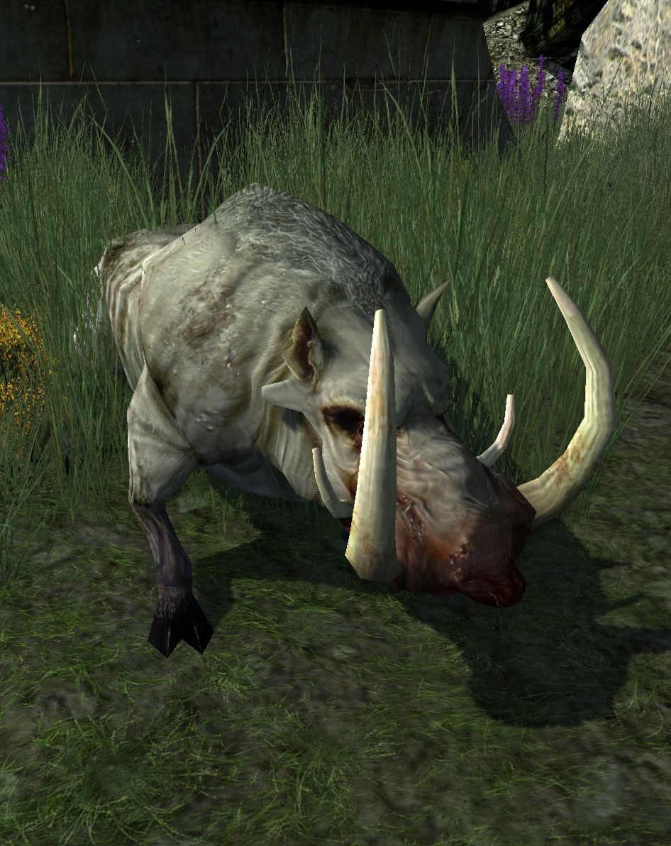 Wild Boar Lotro Wiki