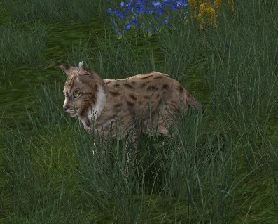 File:Mountain Lynx.jpg