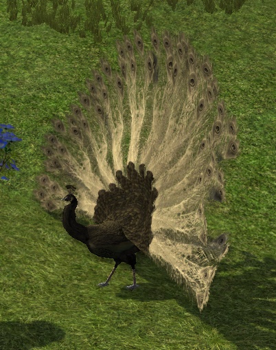 File:Black Peacock.jpg