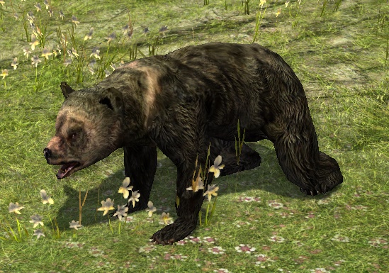 File:Brown Bear Cub.jpg