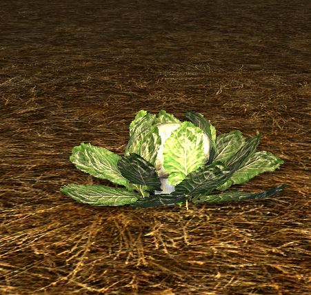 File:Homestead Growing Cauliflower.jpg