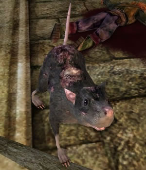 Thrashing Barrow-rat.jpg