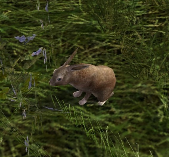 File:Mottled Hare.jpg