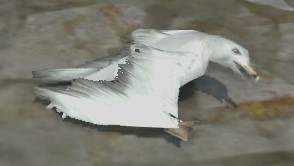 Image of Hungry Seagull