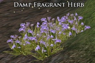 File:Damp Fragrant Herb.jpg