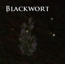 File:Blackwort-root.jpg