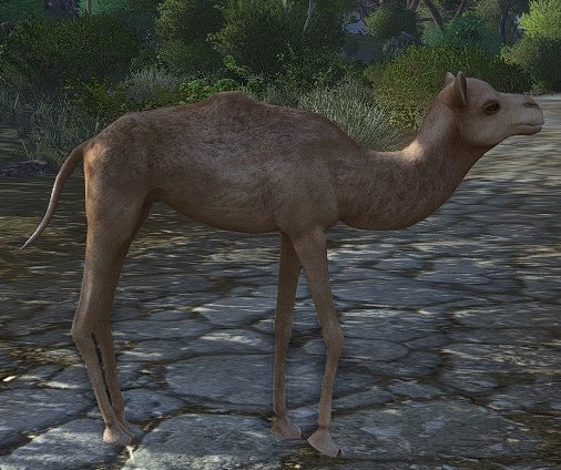 Baby Camel