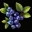 Blueberry field-icon.png