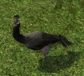 File:Black Peahen.jpg