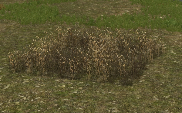 File:Small Wheat Field.jpg