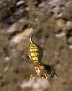 Grodbog Larva.jpg