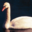 File:Swan.png