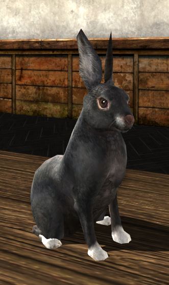 Black Rabbit