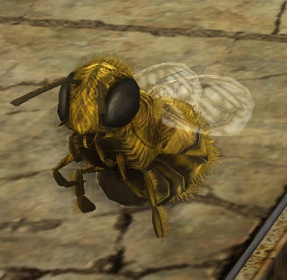 File:Big Honey Bee.jpg