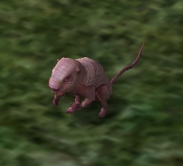 Plateau Mole-rat