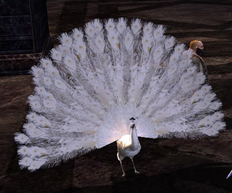 File:White Peacock.jpg