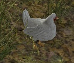Image of Chetwood Chicken