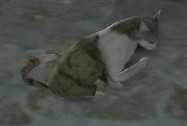 Image of Stray Cat