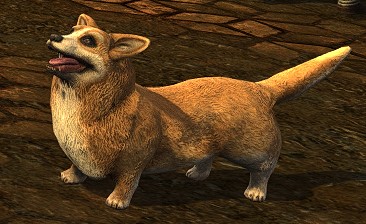 Russet Corgi